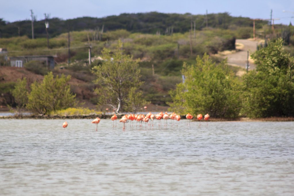 75Flamingos in Sint Maria.jpg - Flamingos in Sint Maria